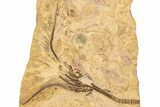 Ordovician Fossil Crinoid Plate - Marzane, Morocco #289487-2